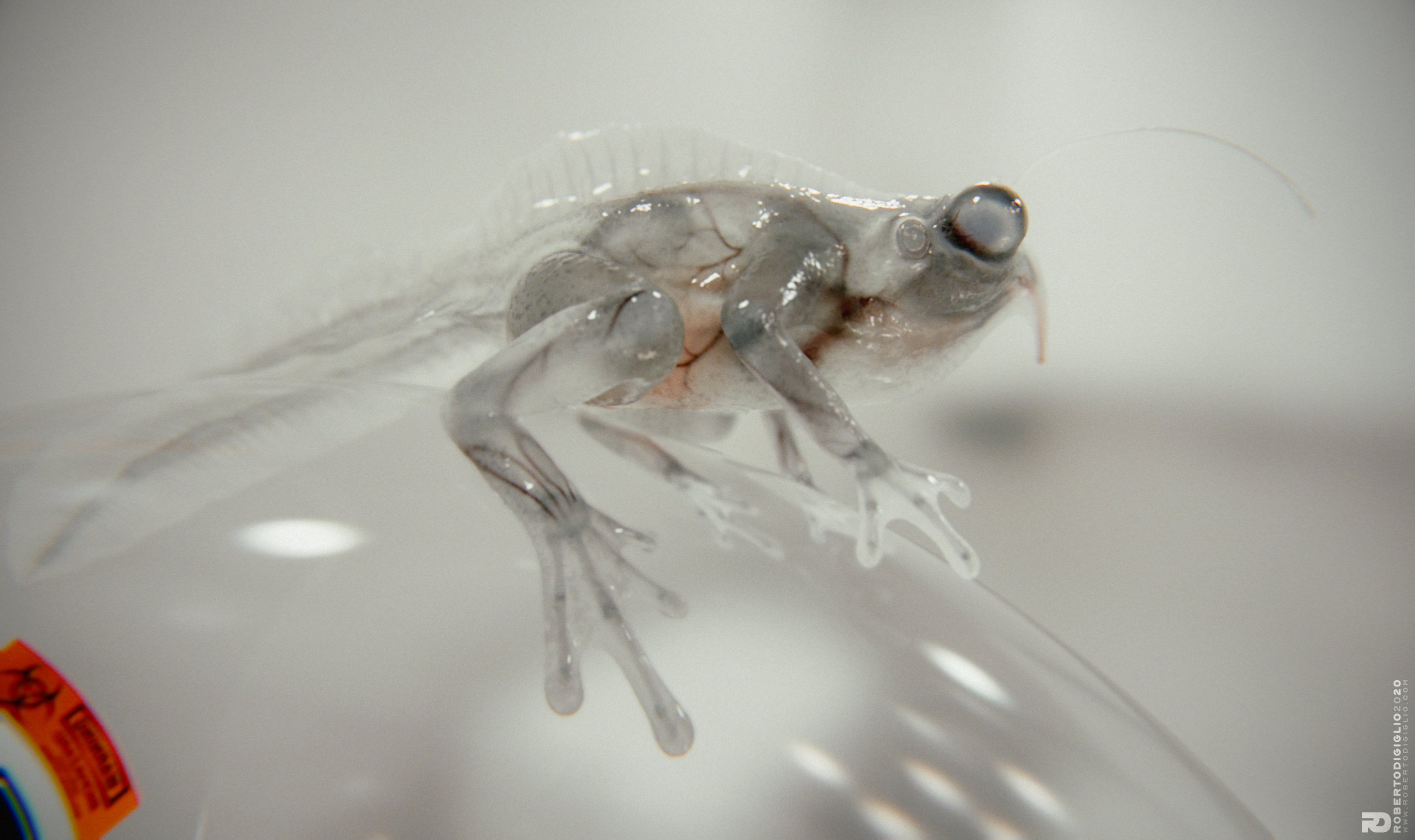 Triturus Profundis — image 2: a transparent-skinned cross between a frog and a newt, creature design by Roberto Digiglio